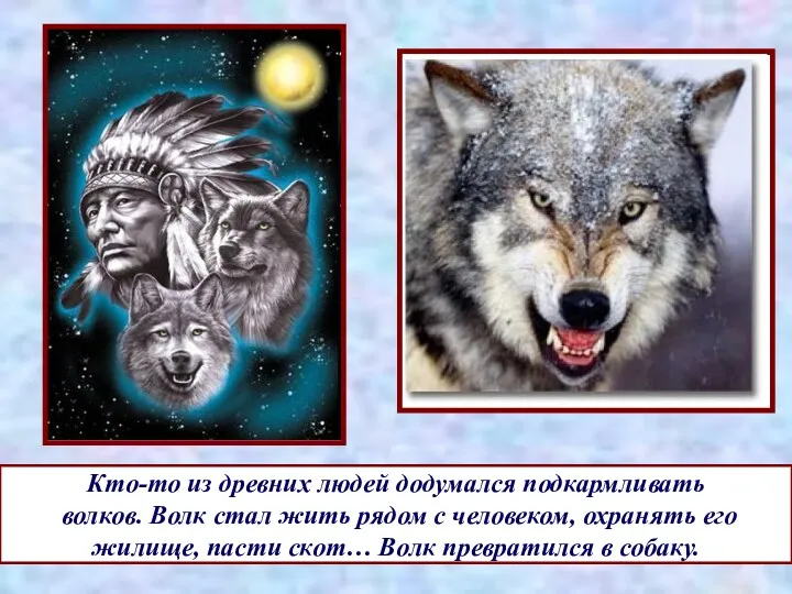 Кто-то из древних людей додумался подкармливать волков. Волк стал жить