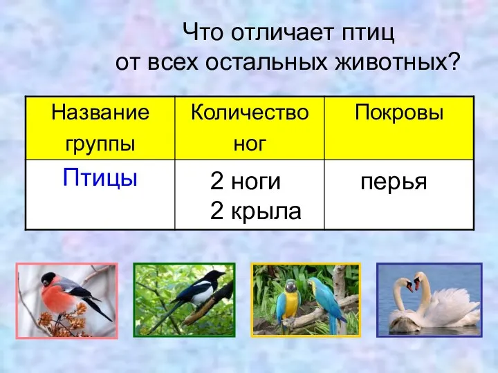 Что отличает птиц от всех остальных животных? 2 ноги 2 крыла перья