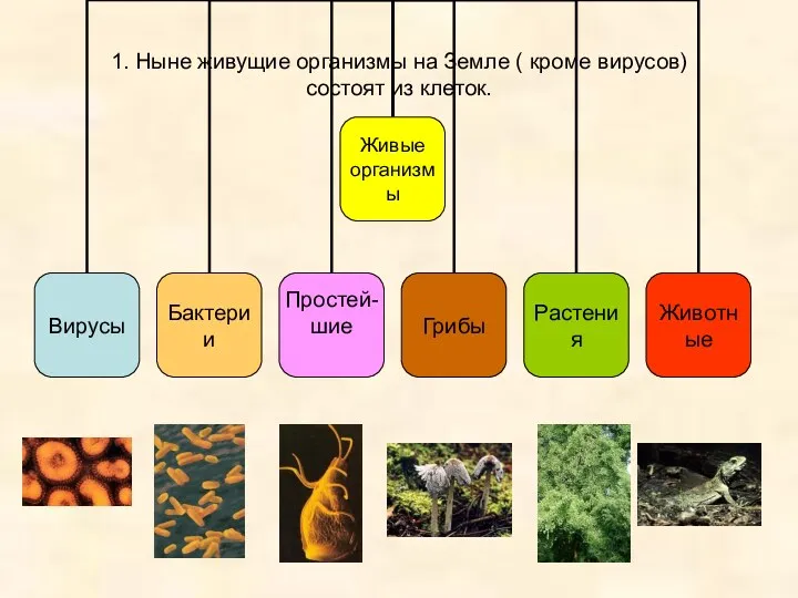 1. Ныне живущие организмы на Земле ( кроме вирусов) состоят из клеток.