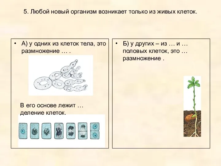 5. Любой новый организм возникает только из живых клеток. А) у одних из