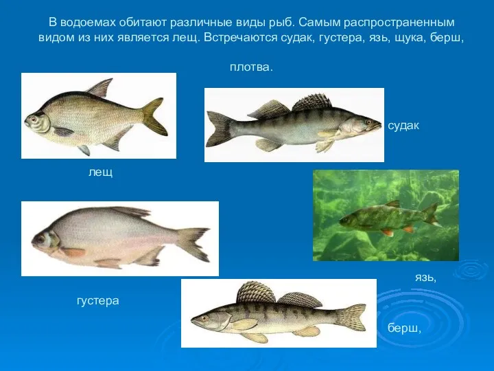 В водоемах обитают различные виды рыб. Самым распространенным видом из них является лещ.