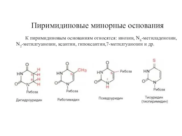 Пиримидиновые минорные основания К пиримидиновым основаниям относятся: инозин, N6-метиладенозин, N2-метилгуанозин, ксантин, гипоксантин,7-метилгуанозин и др.