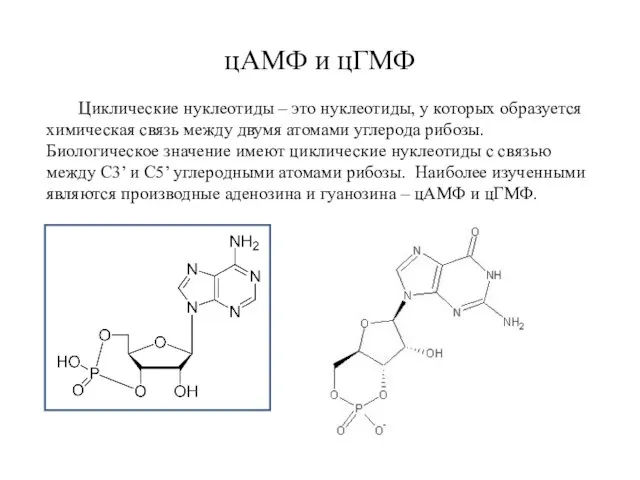 цАМФ и цГМФ Циклические нуклеотиды – это нуклеотиды, у которых