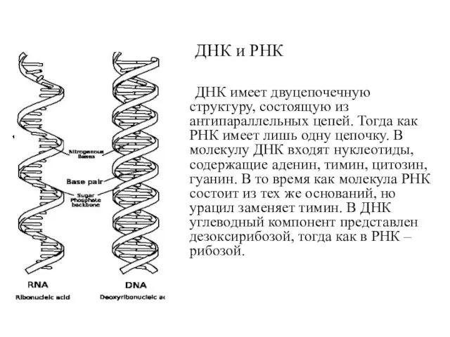 ДНК и РНК ДНК имеет двуцепочечную структуру, состоящую из антипараллельных