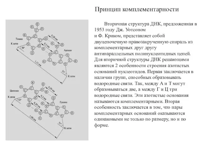 Принцип комплементарности Вторичная структура ДНК, предложенная в 1953 году Дж.