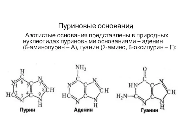 Азотистые основания представлены в природных нуклеотидах пуриновыми основаниями – аденин