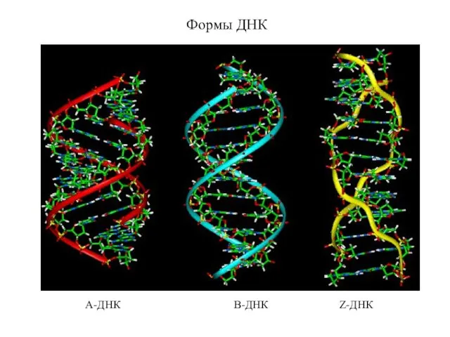 Формы ДНК А-ДНК В-ДНК Z-ДНК
