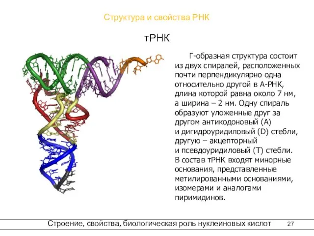 Структура и свойства РНК тРНК Г-образная структура состоит из двух