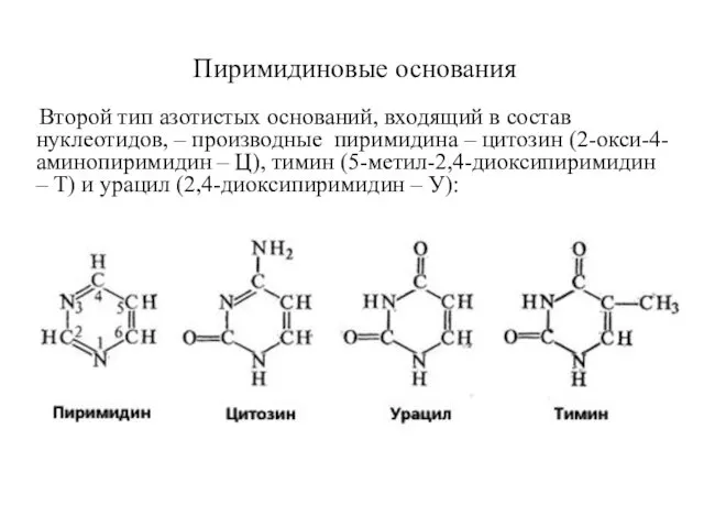 Пиримидиновые основания Второй тип азотистых оснований, входящий в состав нуклеотидов,