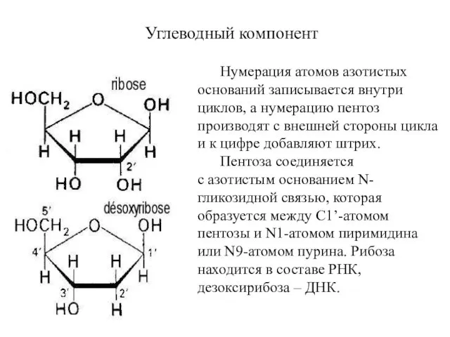 Углеводный компонент Нумерация атомов азотистых оснований записывается внутри циклов, а