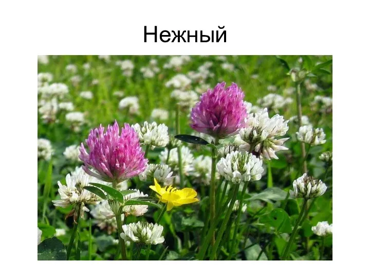 Нежный