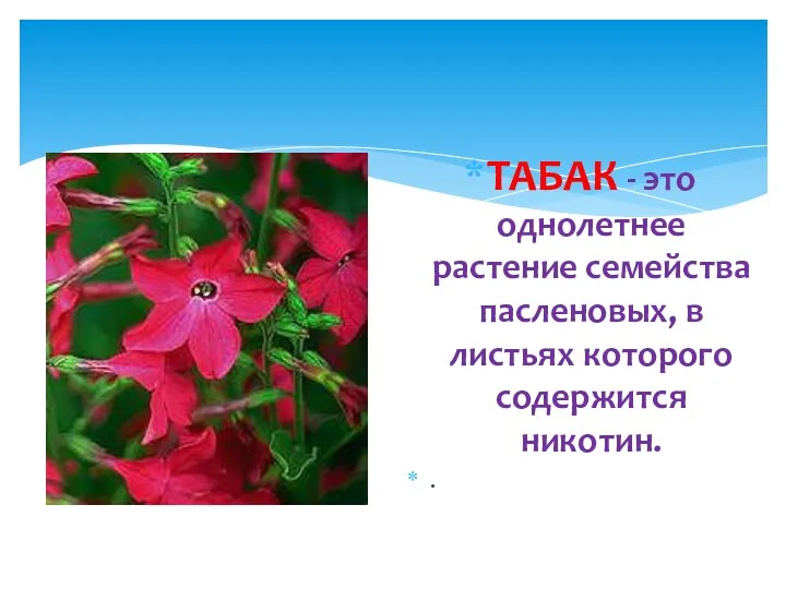 ТАБАК - это однолетнее растение семейства пасленовых, в листьях которого содержится никотин. .
