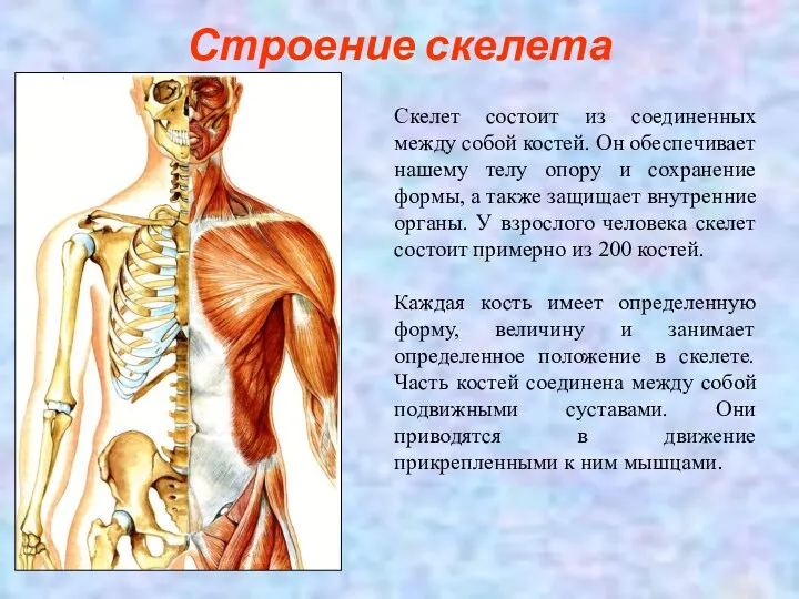 Строение скелета Скелет состоит из соединенных между собой костей. Он обеспечивает нашему телу