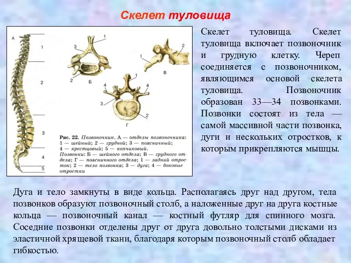 Скелет туловища Скелет туловища. Скелет туловища включает позвоночник и грудную