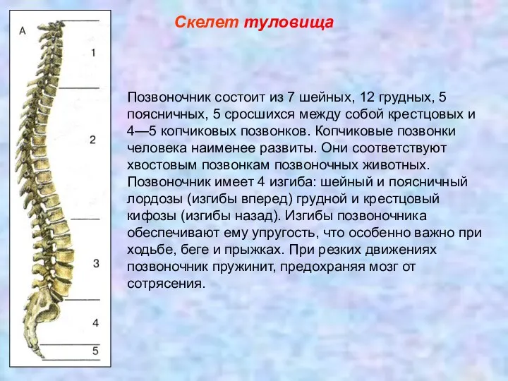 Скелет туловища Позвоночник состоит из 7 шейных, 12 грудных, 5