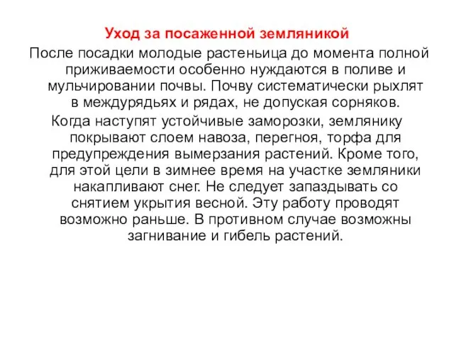 Уход за посаженной земляникой После посадки молодые растеньица до момента