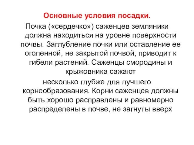 Основные условия посадки. Почка («сердечко») саженцев земляники должна находиться на