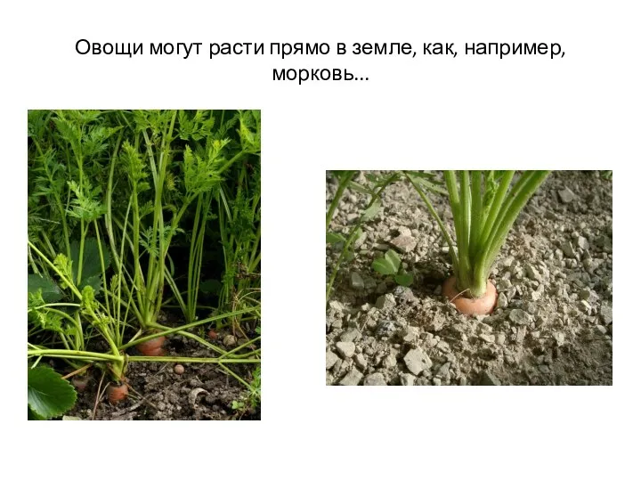 Овощи могут расти прямо в земле, как, например, морковь...