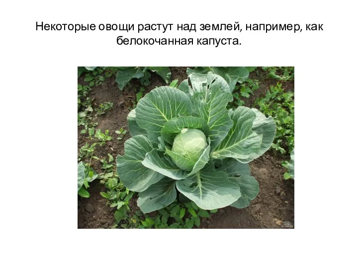 Некоторые овощи растут над землей, например, как белокочанная капуста.