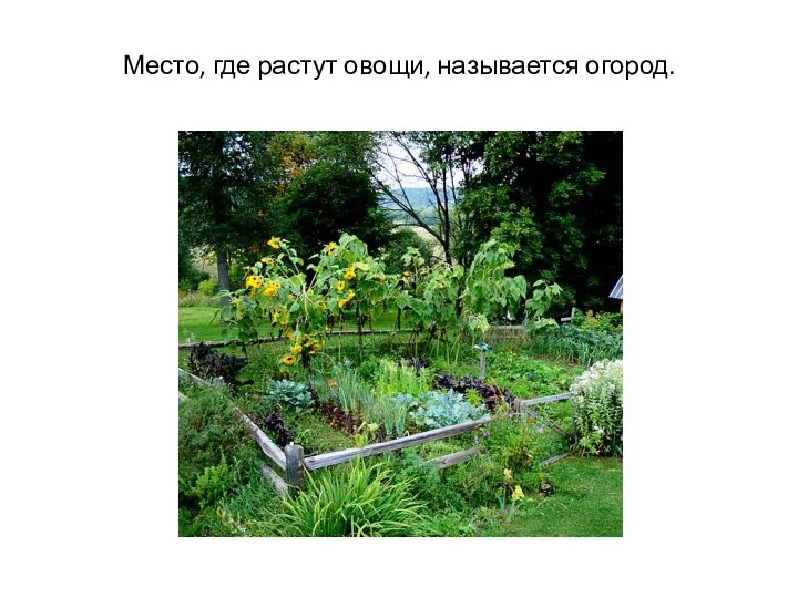 Место, где растут овощи, называется огород.