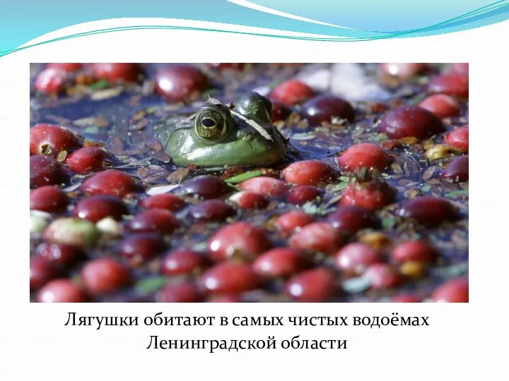 Лягушки обитают в самых чистых водоёмах Ленинградской области