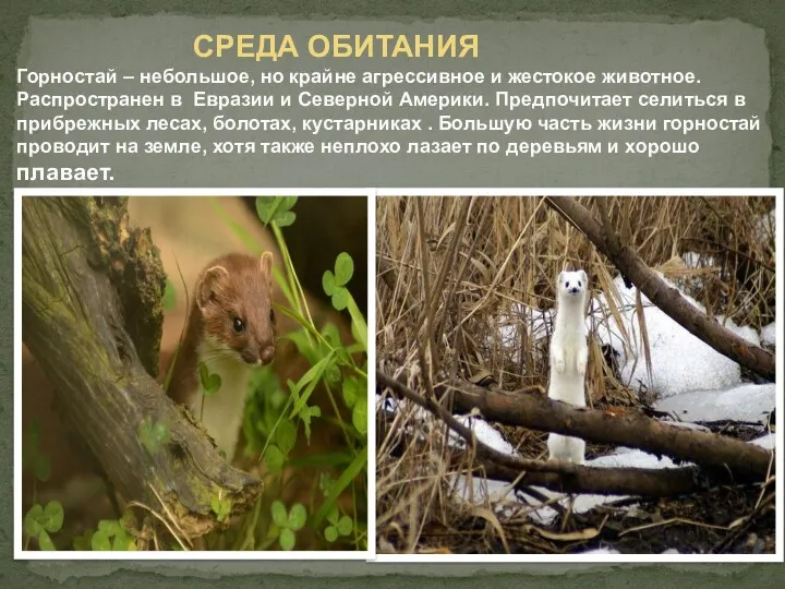 СРЕДА ОБИТАНИЯ Горностай – небольшое, но крайне агрессивное и жестокое животное. Распространен в