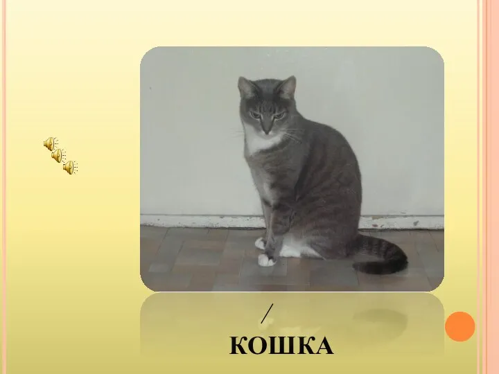 кошка