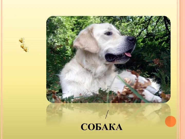 собака