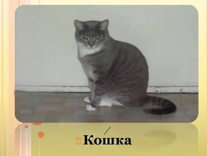 Кошка