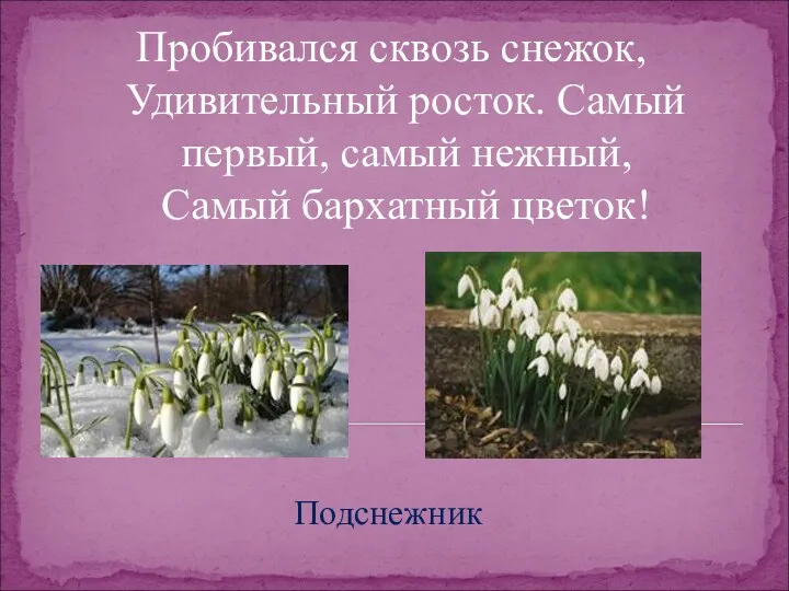 Пробивался сквозь снежок, Удивительный росток. Самый первый, самый нежный, Самый бархатный цветок! Подснежник