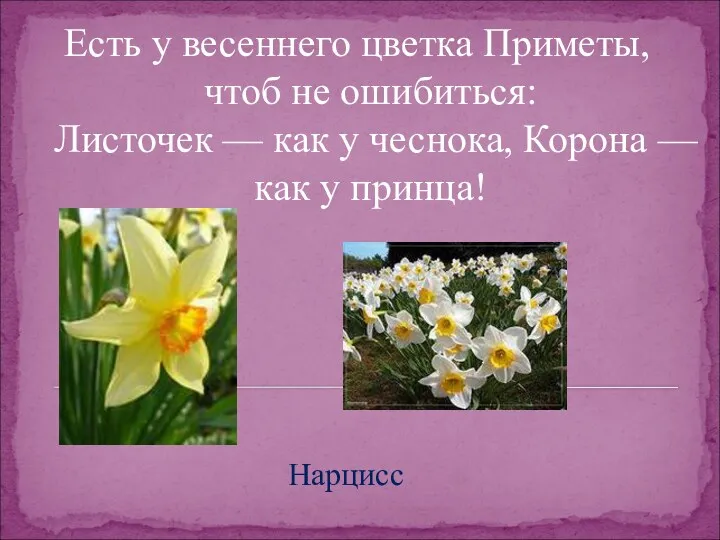 Есть у весеннего цветка Приметы, чтоб не ошибиться: Листочек — как у чеснока,