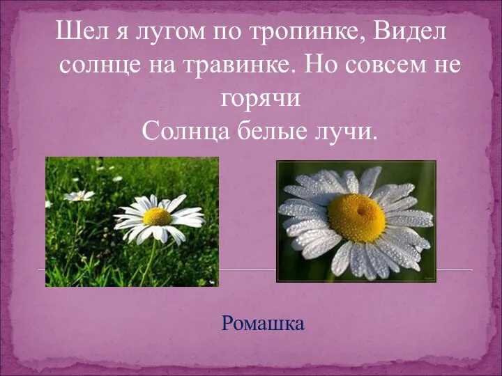 Шел я лугом по тропинке, Видел солнце на травинке. Но совсем не горячи