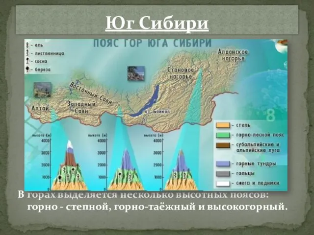 В горах выделяется несколько высотных поясов: горно - степной, горно-таёжный и высокогорный. Юг Сибири