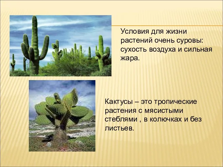 Кактусы – это тропические растения с мясистыми стеблями , в