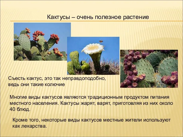 Кактусы – очень полезное растение Съесть кактус, это так неправдоподобно, ведь они такие