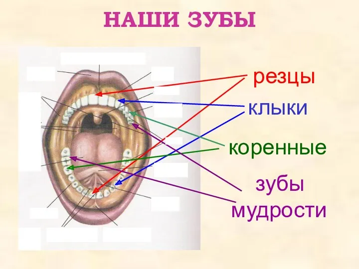 НАШИ ЗУБЫ резцы клыки коренные зубы мудрости