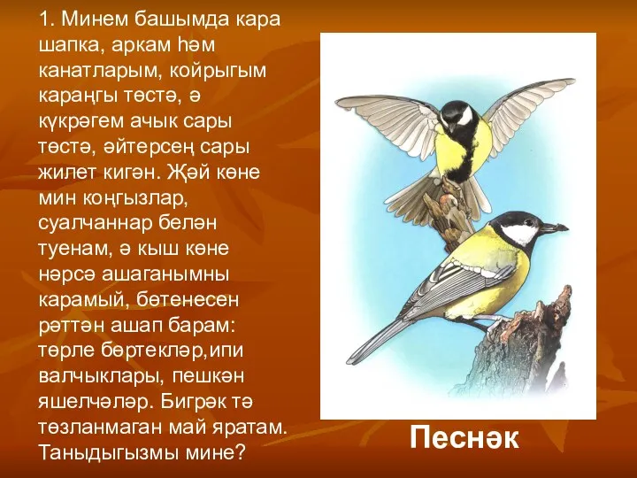 1. Минем башымда кара шапка, аркам һәм канатларым, койрыгым караңгы төстә, ә күкрәгем