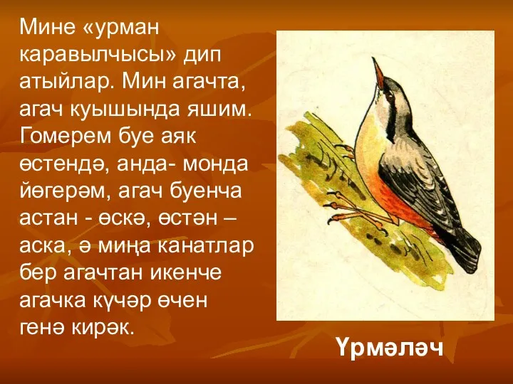 Мине «урман каравылчысы» дип атыйлар. Мин агачта, агач куышында яшим. Гомерем буе аяк