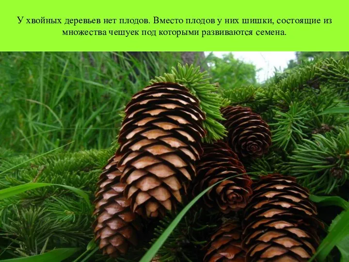 У хвойных деревьев нет плодов. Вместо плодов у них шишки,