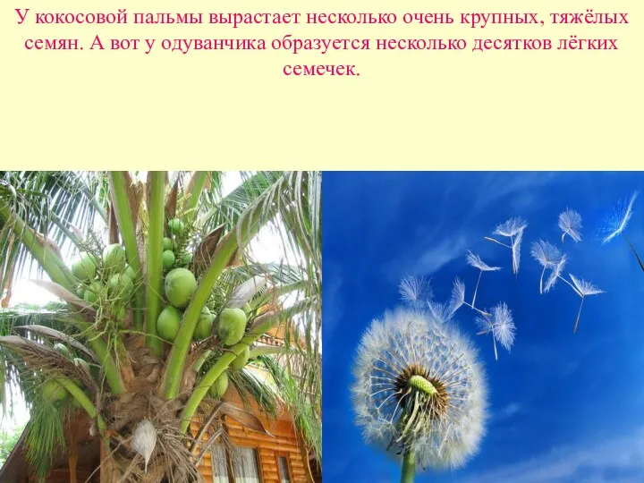 У кокосовой пальмы вырастает несколько очень крупных, тяжёлых семян. А