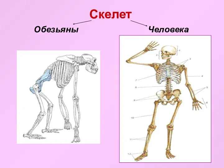 Скелет Обезьяны Человека