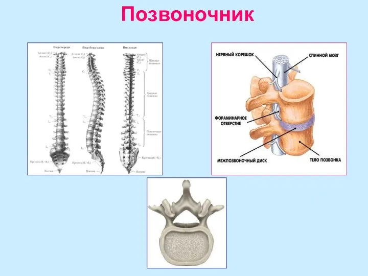 Позвоночник