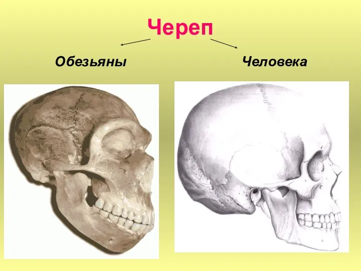 Череп Обезьяны Человека