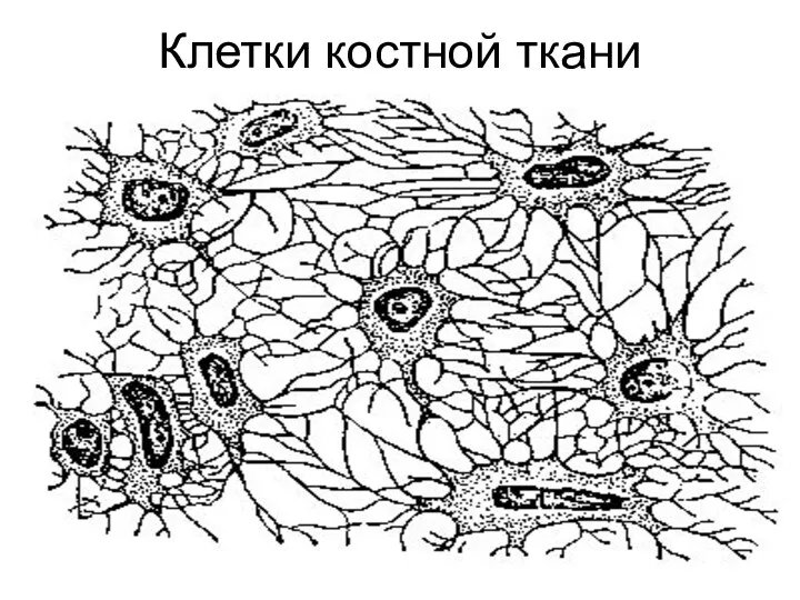 Клетки костной ткани