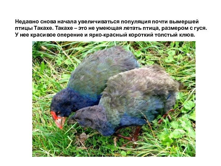 Недавно снова начала увеличиваться популяция почти вымершей птицы Такахе. Такахе