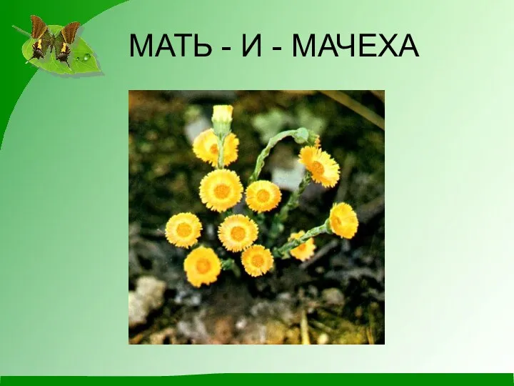 МАТЬ - И - МАЧЕХА