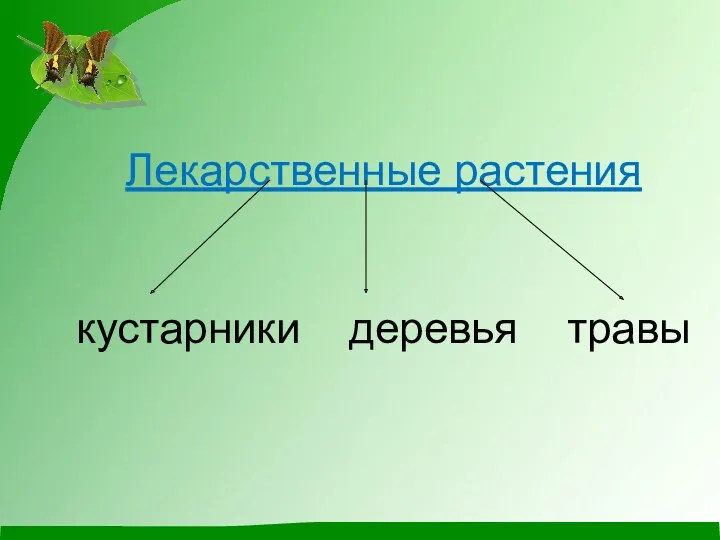 Лекарственные растения кустарники деревья травы