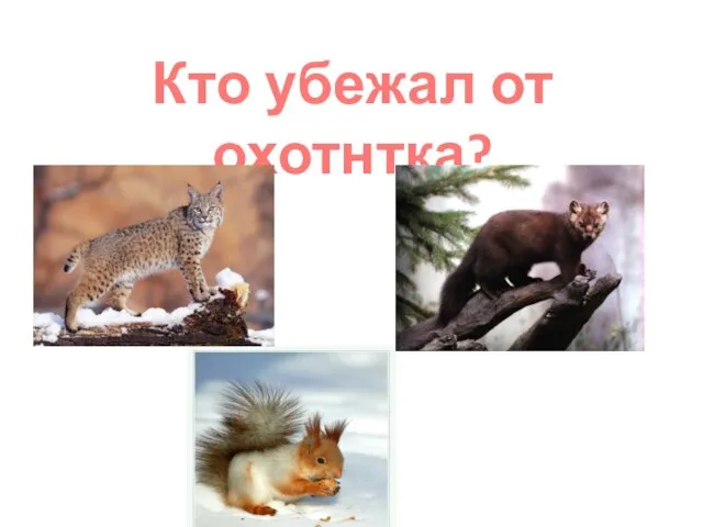 Кто убежал от охотнтка?