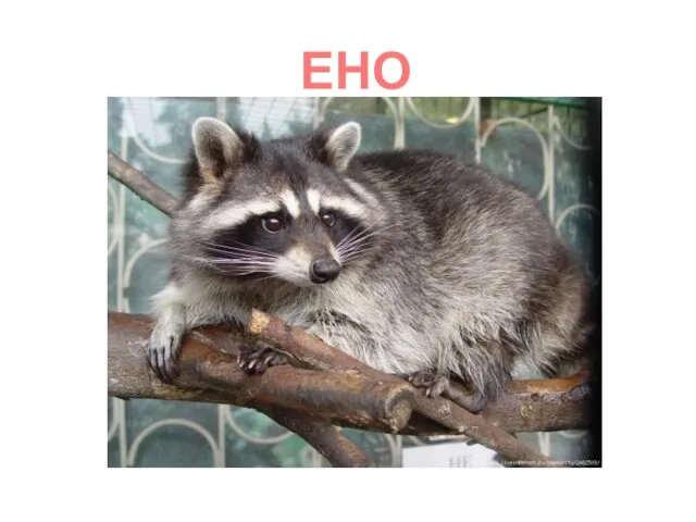 ЕНОТ