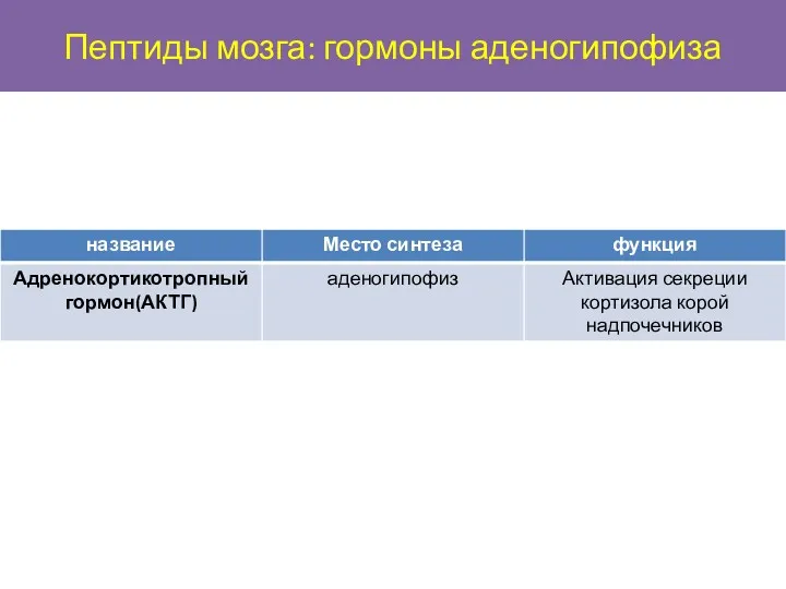 Пептиды мозга: гормоны аденогипофиза